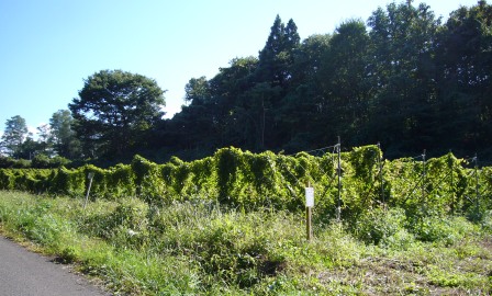 【岩手】9月の畑.JPG