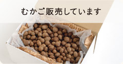 むかご販売しています